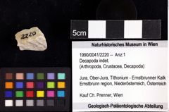 Foto (Objket + Etiketten) von Decapoda indet. 